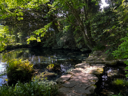 岐阜のモネの池